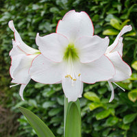 Amaryllis 'Picotee' - Hippeastrum picotee - Bakker