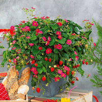 Erdbeeren - Erdbeere 'Toscana' (x3) - Fragaria x ananassa toscana