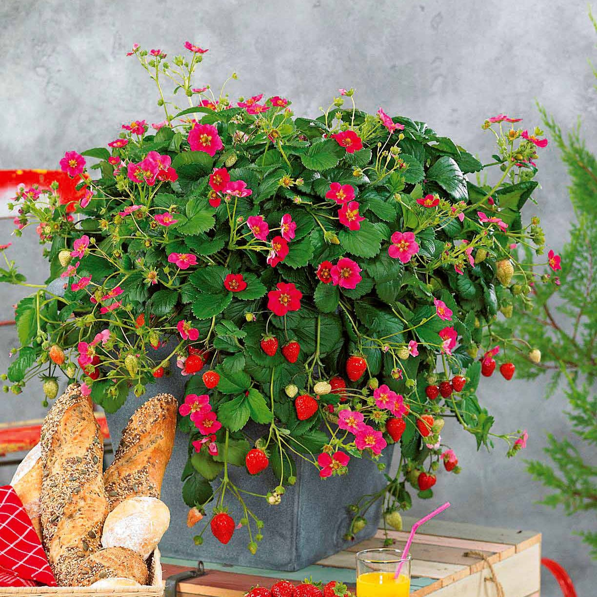 Erdbeeren - Erdbeere 'Toscana' (x3) - Fragaria x ananassa toscana