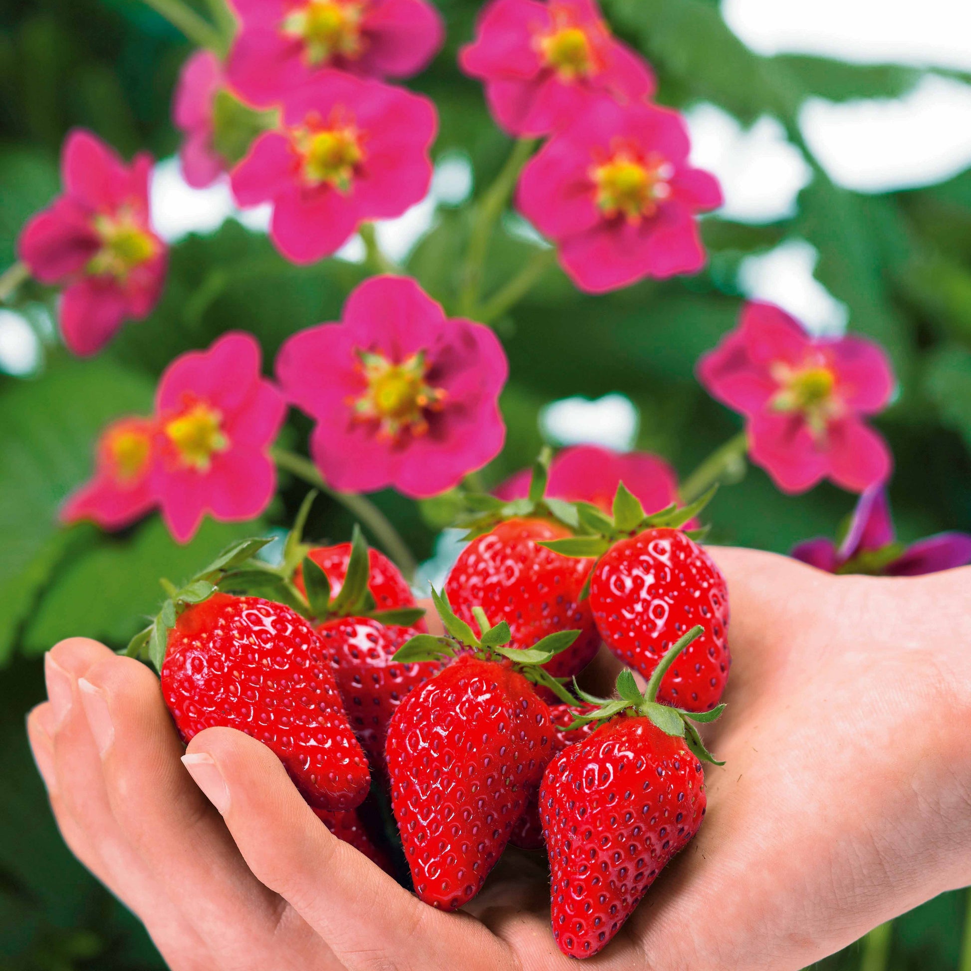 Fragaria x ananassa toscana - Erdbeere 'Toscana' (x3) - Erdbeeren