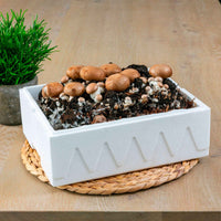 Champignon-Zuchtset Braune Champignons - Bakker