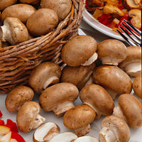 Champignon-Zuchtset Braune Champignons - Agaricus bisporus avellaneus - Bakker