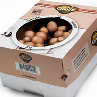 Agaricus bisporus avellaneus - Champignon-Zuchtset Braune Champignons - Pilzkits