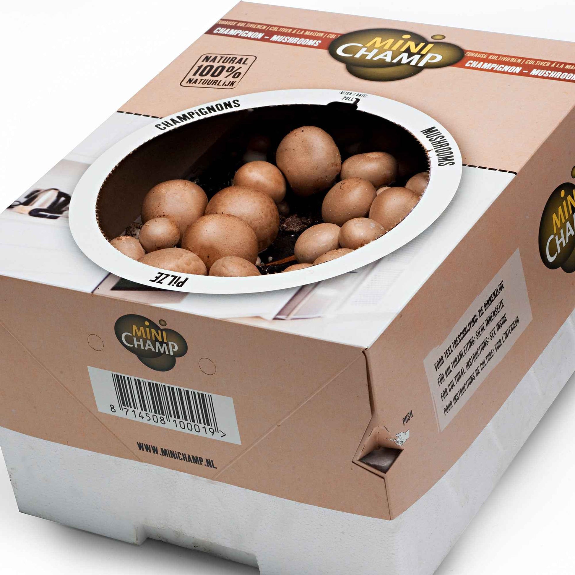 Agaricus bisporus avellaneus - Champignon-Zuchtset Braune Champignons - Pilzkits