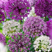 Zierlauch Mischung 'Fantasia' (x10) - Allium - Bakker