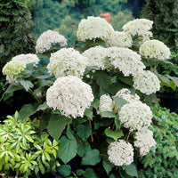 Hydrangea arborescens Annabelle - Hortensie 'Annabelle' - Hortensien