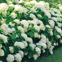 Verkauf Hortensie 'Annabelle'
