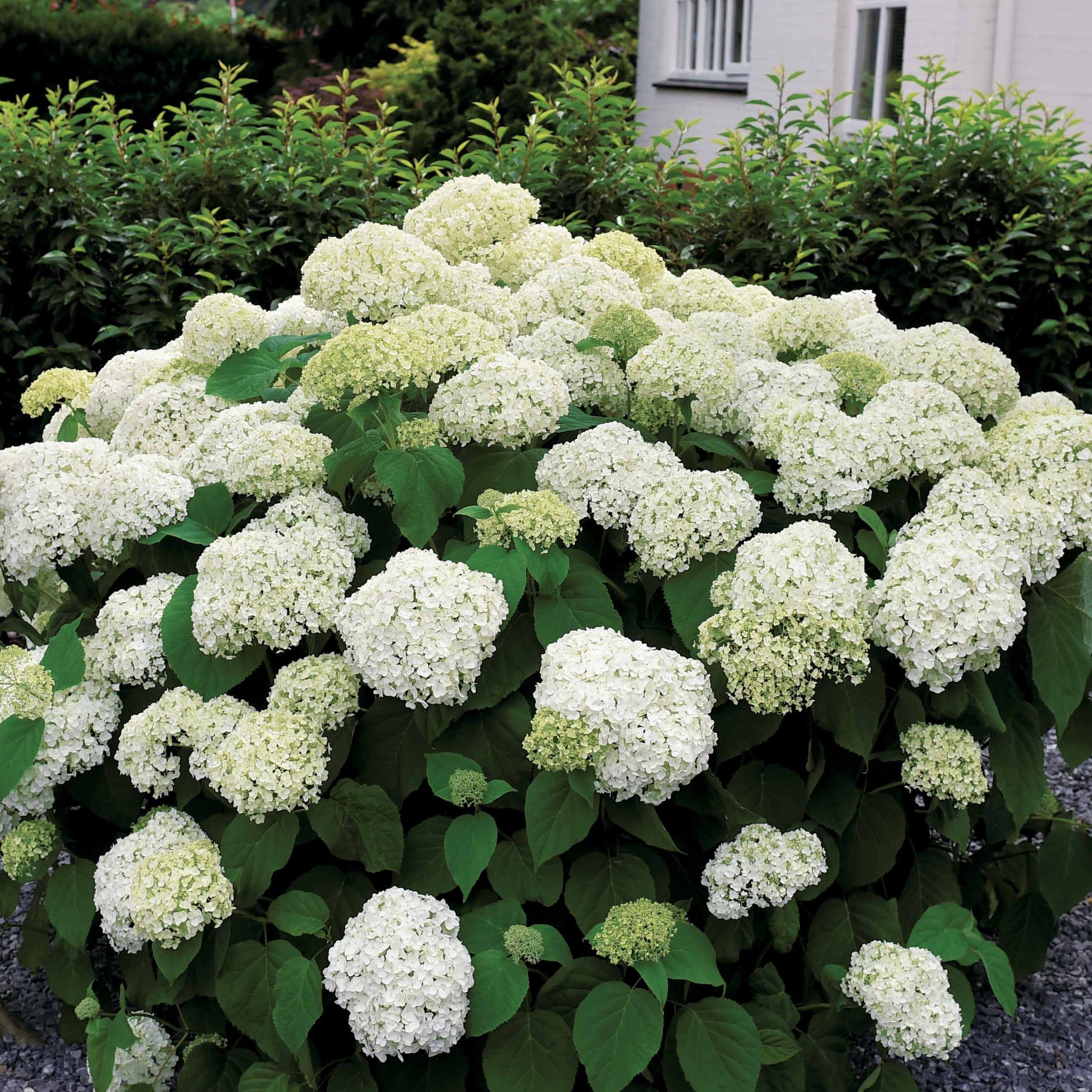 Verkauf Hortensie 'Annabelle' - Hydrangea arborescens Annabelle