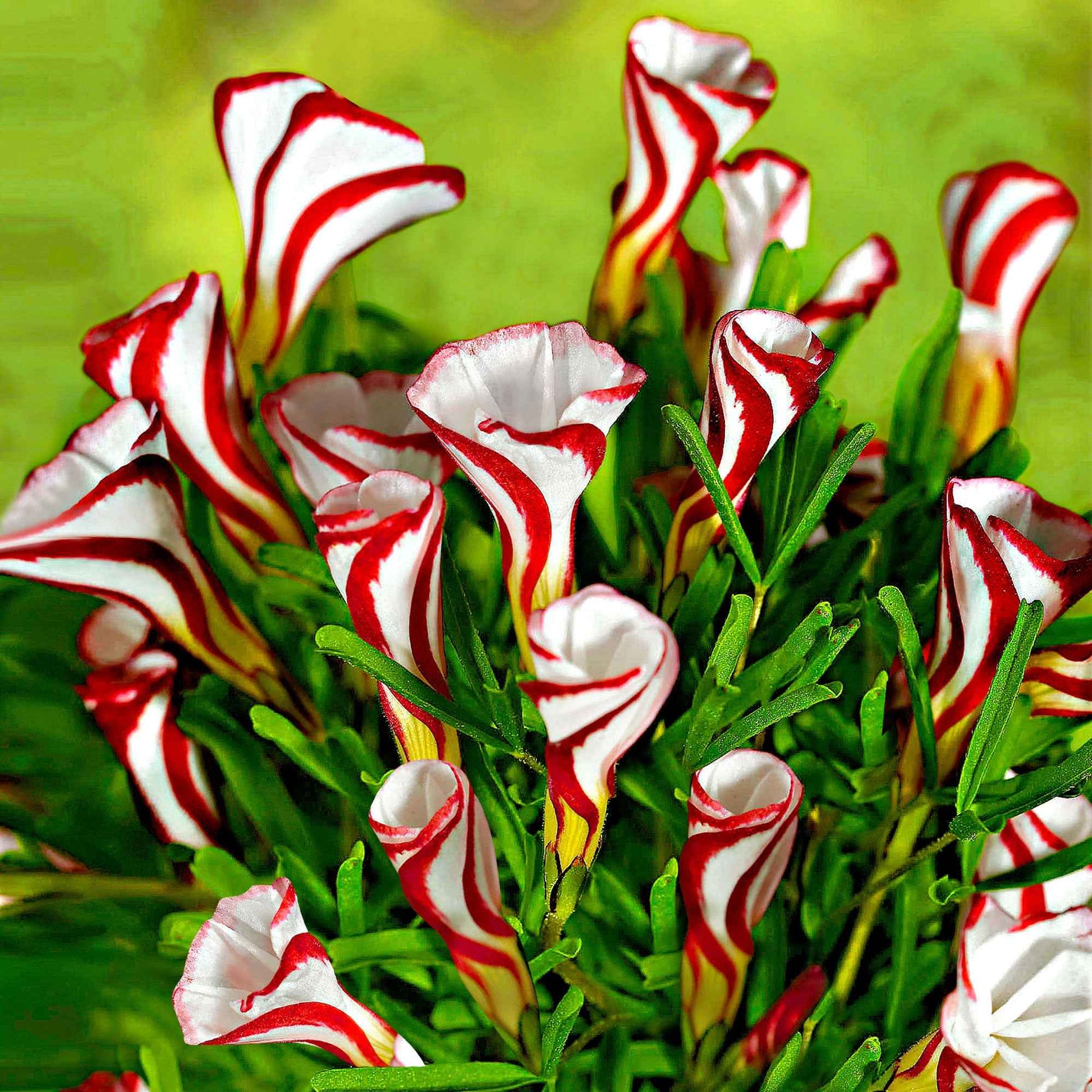 Sauerklee (x10) - Bakker