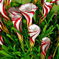 Sauerklee (x10) - Oxalis versicolor - Bakker
