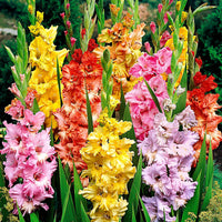 Gladiole Mischung 'Parkiet' (x25) - Gladiolus - Bakker