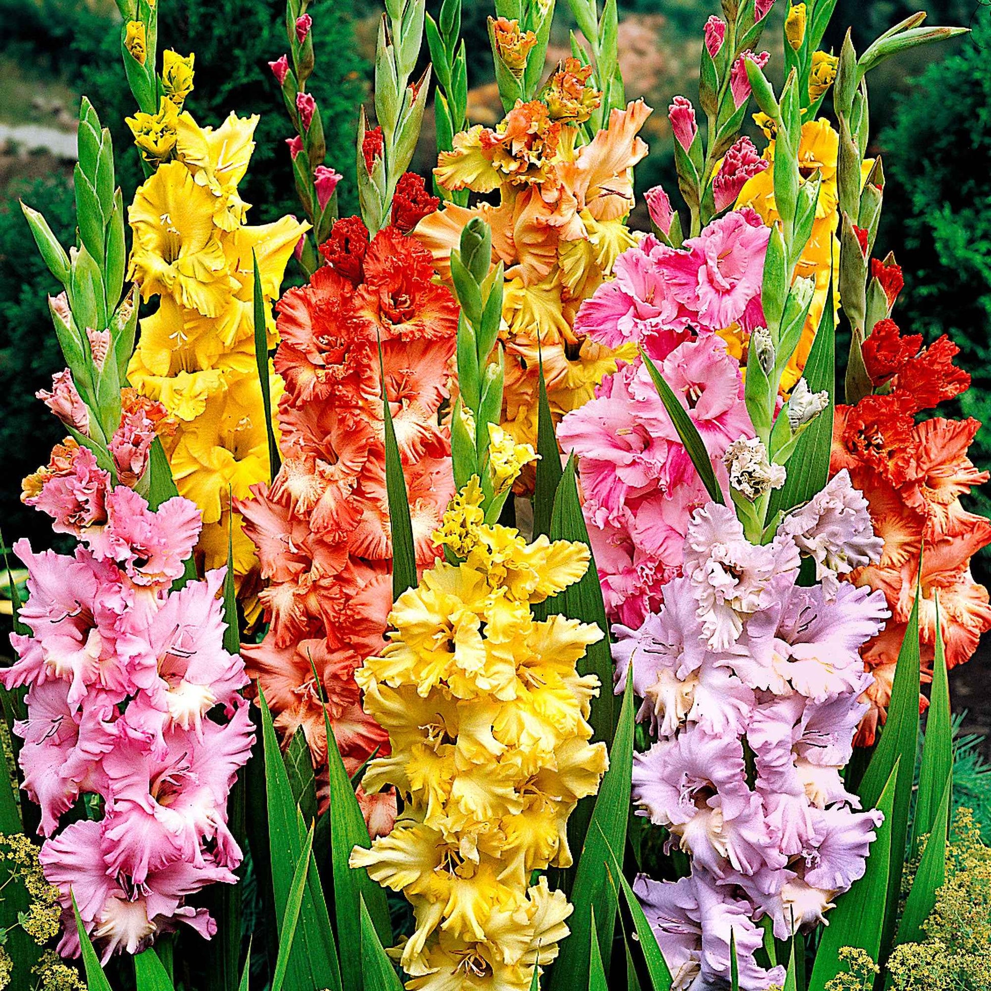 Gladiole Mischung 'Parkiet' (x25) - Gladiolus - Bakker