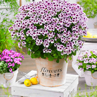 Geranie 'Mosquitaway Lizzy' (x3) - Pelargonium crispum lizzy - Bakker