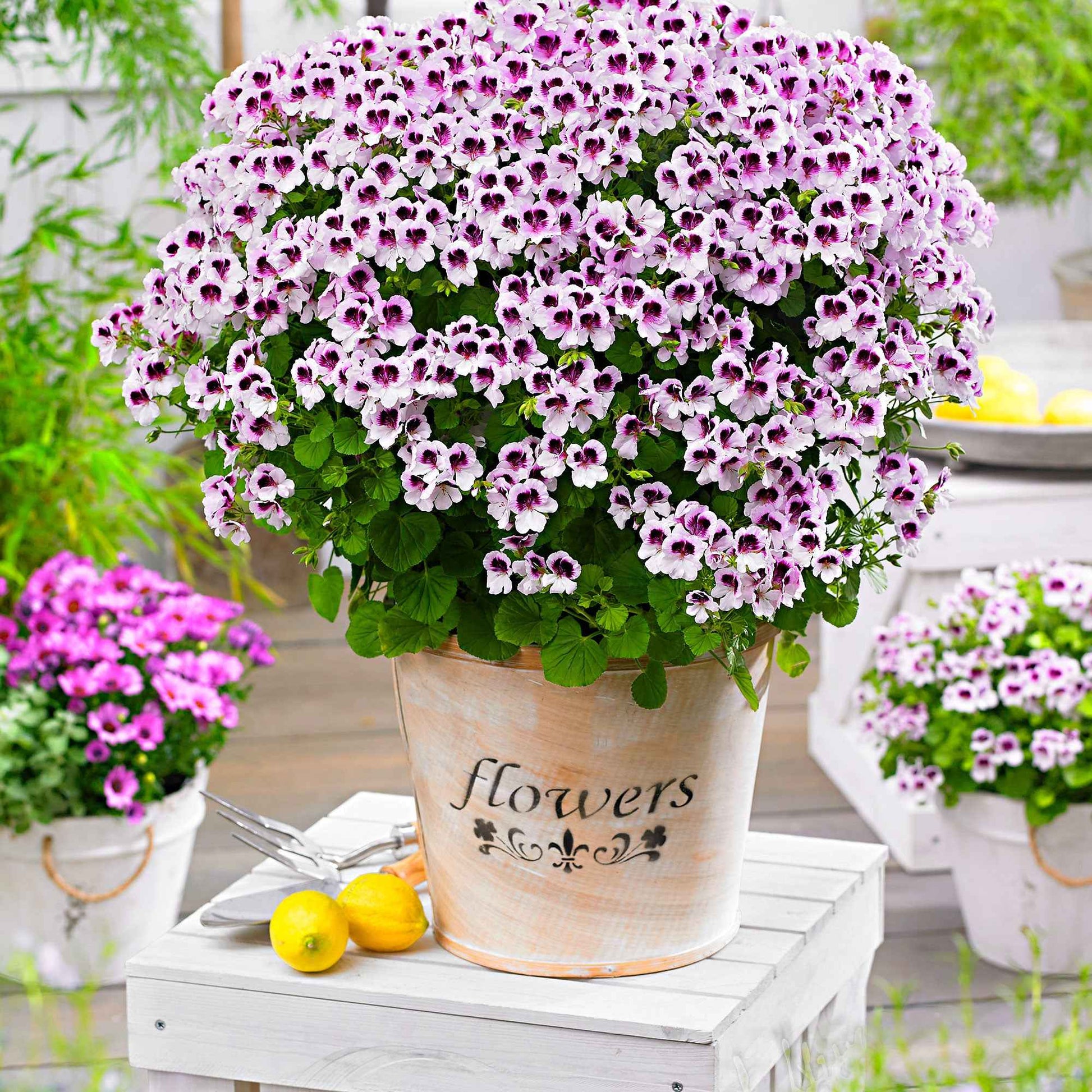 Geranie 'Mosquitaway Lizzy' (x3) - Pelargonium crispum lizzy - Bakker