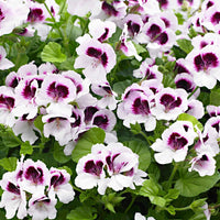 Pelargonium crispum lizzy - Geranie 'Mosquitaway Lizzy' (x3) - Geranien - Pelargonien