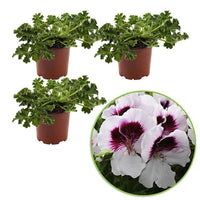 Geranien - Pelargonien - Geranie 'Mosquitaway Lizzy' (x3) - Pelargonium crispum lizzy
