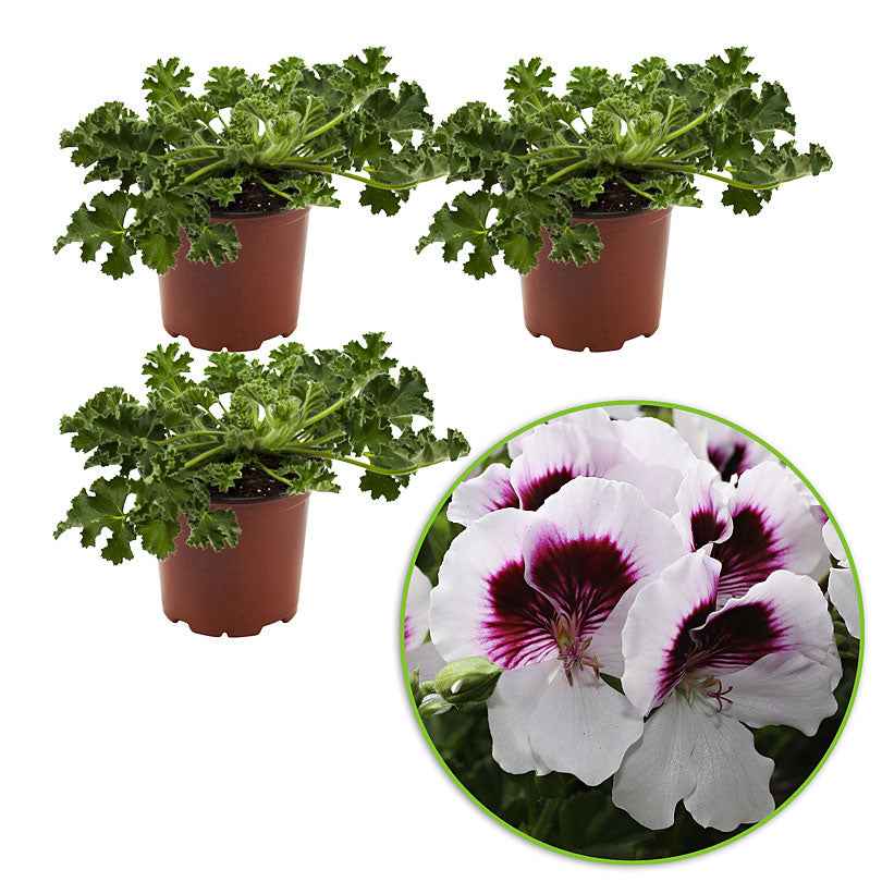 Geranien - Pelargonien - Geranie 'Mosquitaway Lizzy' (x3) - Pelargonium crispum lizzy