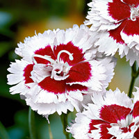 Allwoods Nelke 'Alice' (x3) - Dianthus allwoodii  'alice' - Bakker