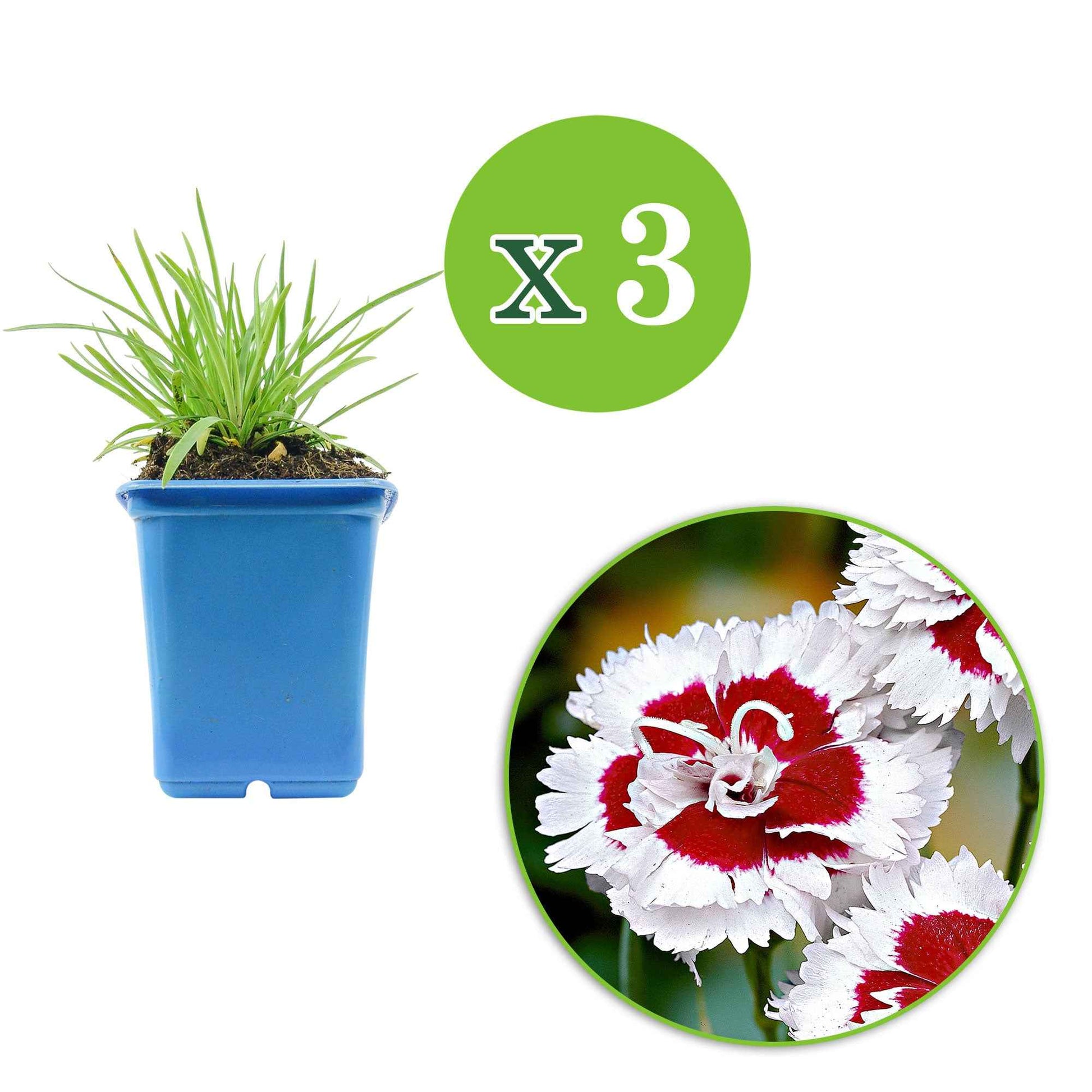 Dianthus allwoodii  'alice' - Allwoods Nelke 'Alice' (x3) - Nelken - Dianthus