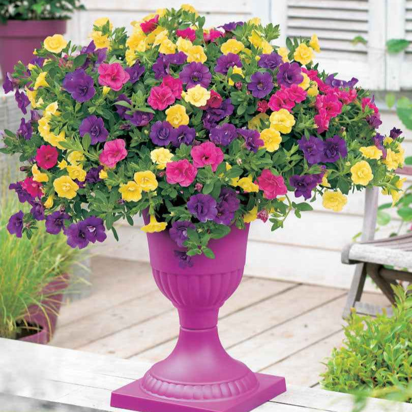 Doppeltgefüllte Petunien Mischung (x3) - Calibrachoa - Bakker