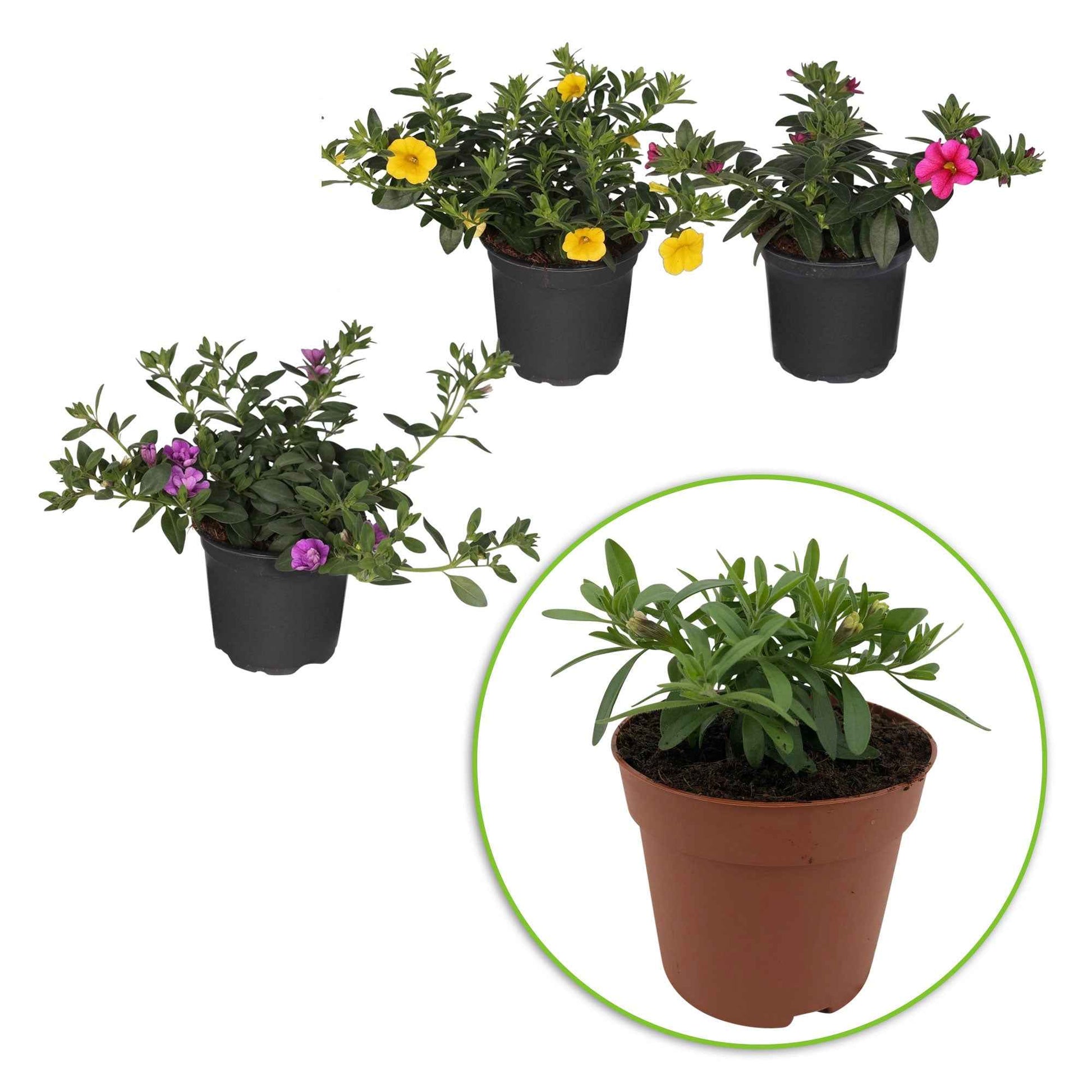 Calibrachoa - Doppeltgefüllte Petunien Mischung (x3) - Petunien und Calibrachoa