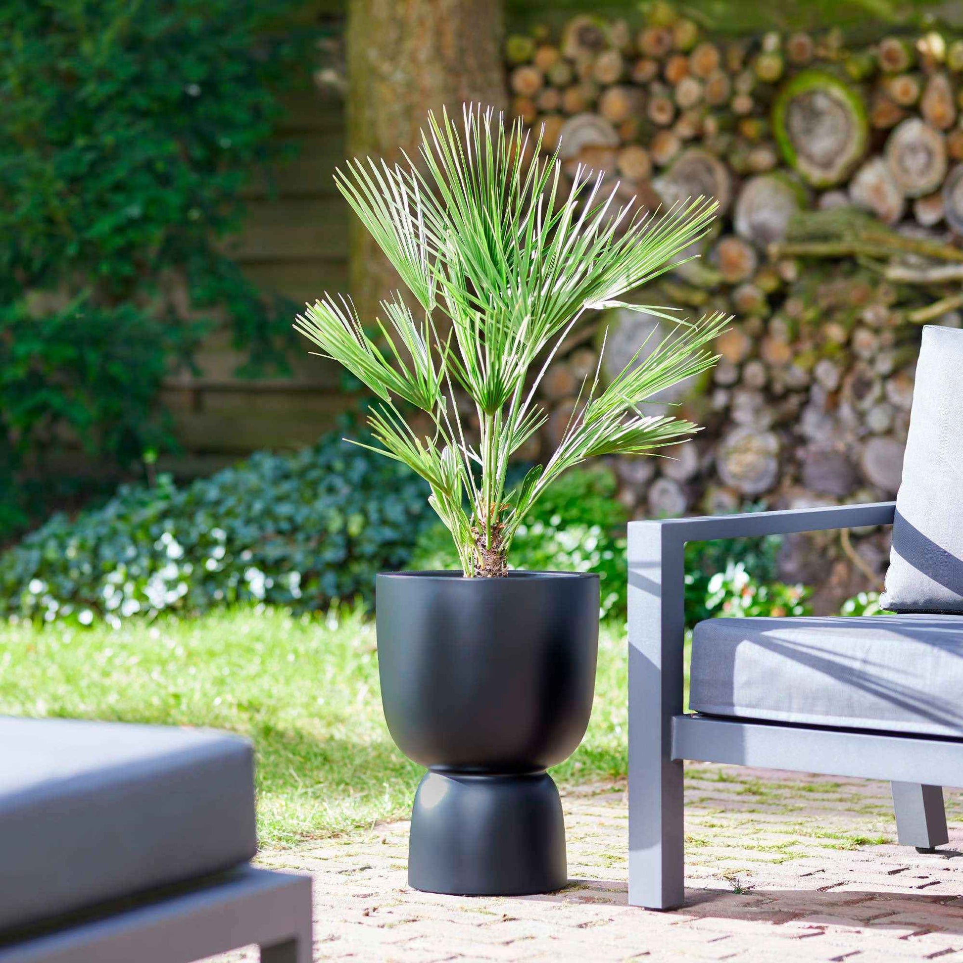 Chinesische Hanfpalme - Trachycarpus fortunei - Bakker