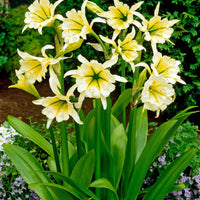 Hymenocallis festalis sulphur queen - Ismene 'Sulphur Queen' (x2) - Sommerzwiebeln