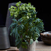 Stinkende Nieswurz 'Wester Flisk' - Helleborus foetidus Wester Flisk - Bakker
