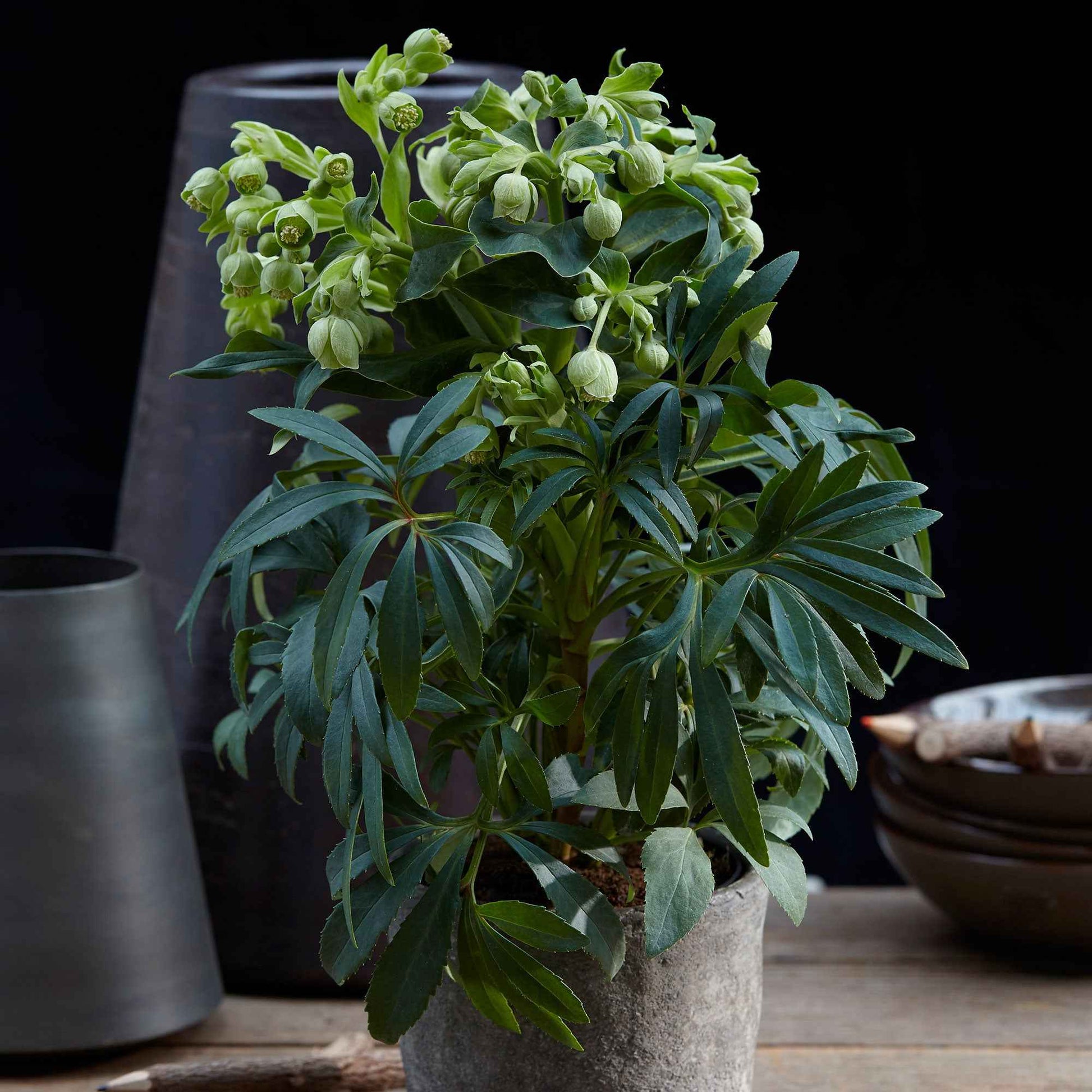 Stinkende Nieswurz 'Wester Flisk' - Helleborus foetidus Wester Flisk - Bakker
