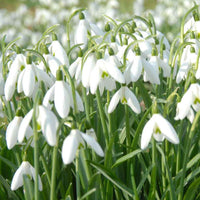 Schneeglöckchen (x25) - Bakker