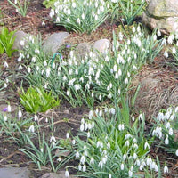 Schneeglöckchen (x25) - Galanthus nivalis - Bakker