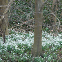 Galanthus nivalis - Schneeglöckchen (x25) - Schneeglöckchen - Galanthus-Zwiebeln