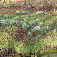 Schneeglöckchen - Galanthus-Zwiebeln - Schneeglöckchen (x25) - Galanthus nivalis