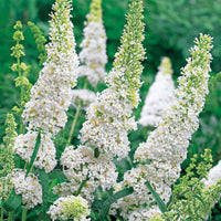 Verkauf Schmetterlingsflieder Buddleja 'White Profusion' - Buddleja davidii white profusion