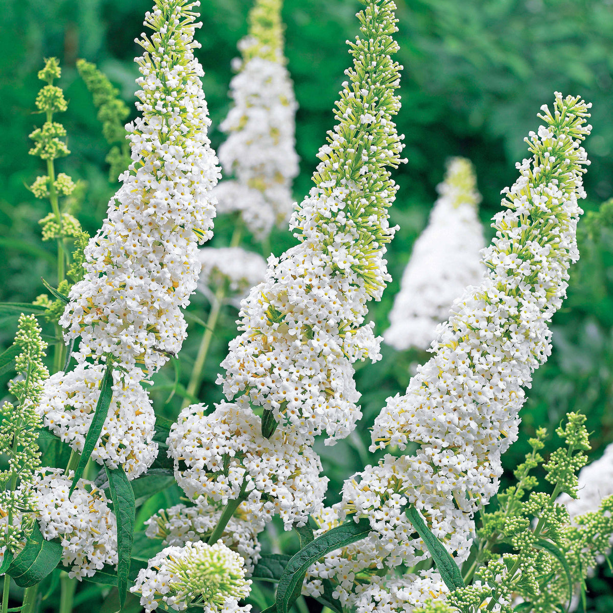 Verkauf Schmetterlingsflieder Buddleja 'White Profusion' - Buddleja davidii white profusion