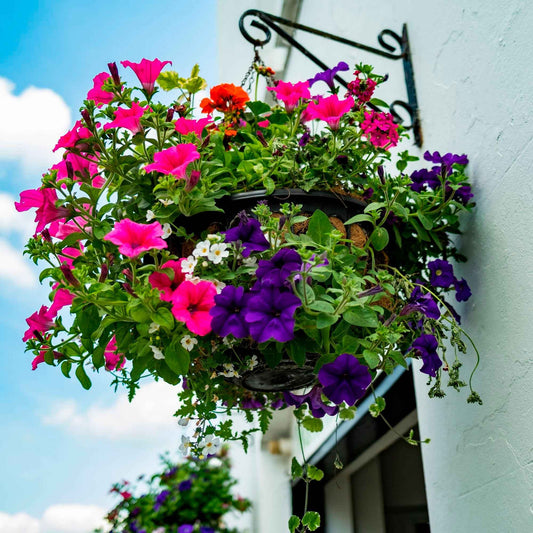 Petunien Mischung 'Alpetunia' (x3) - Bakker
