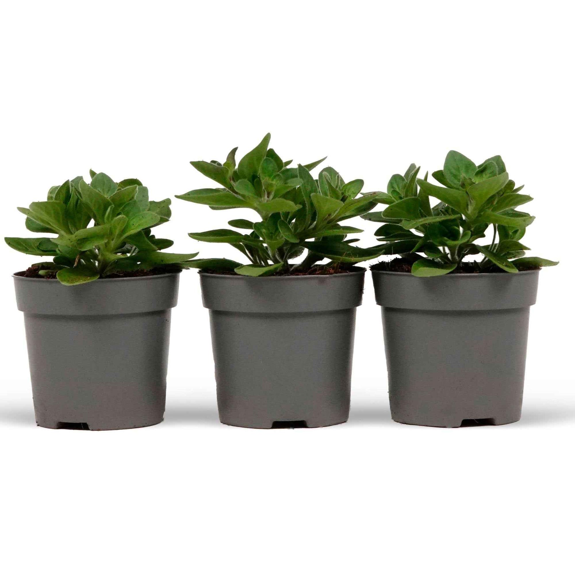 Petunien und Calibrachoa - Petunien Mischung 'Alpetunia' (x3) - Petunia Alpe tunia® mix