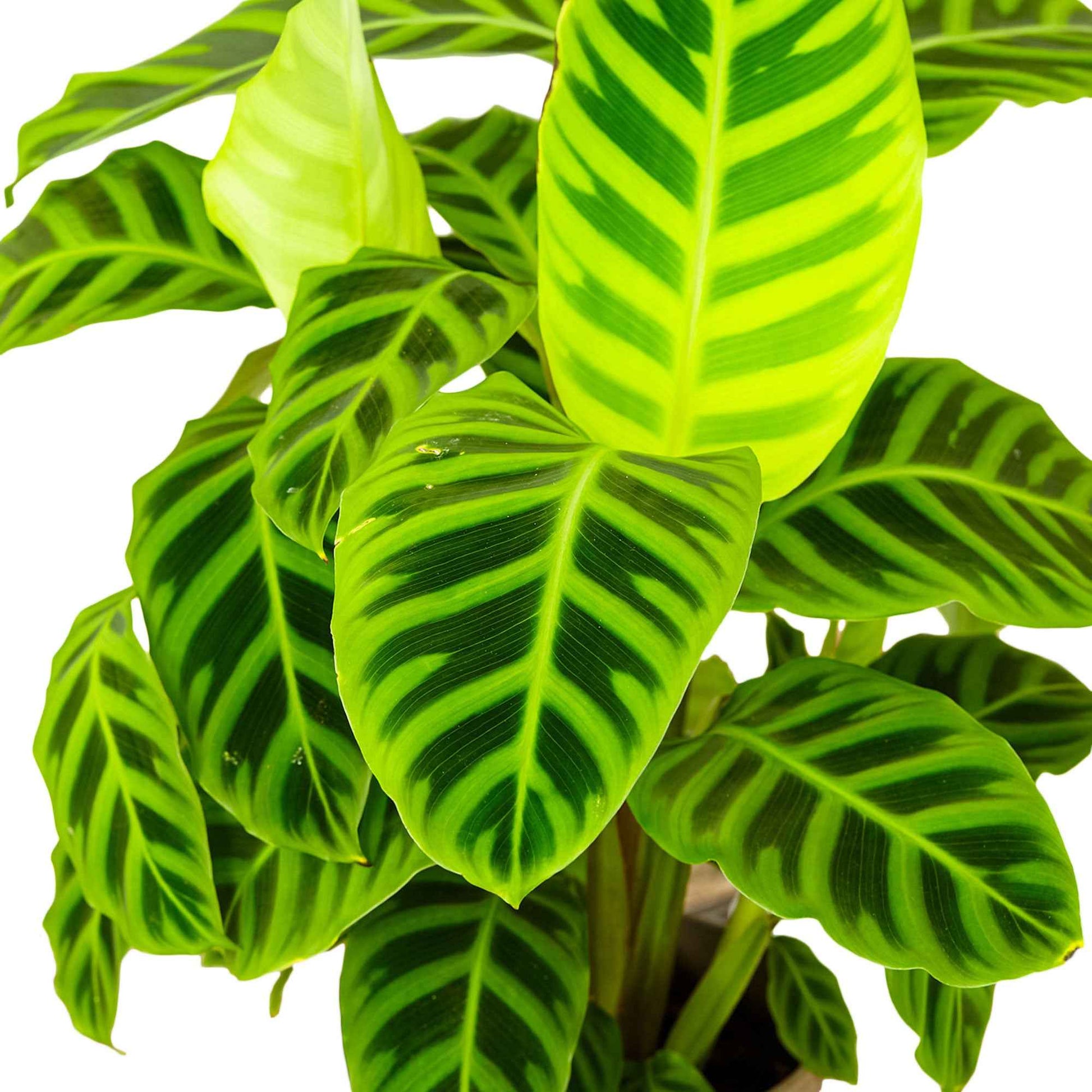 Korbmarante 'Zebrina' - Calathea zebrina - Bakker