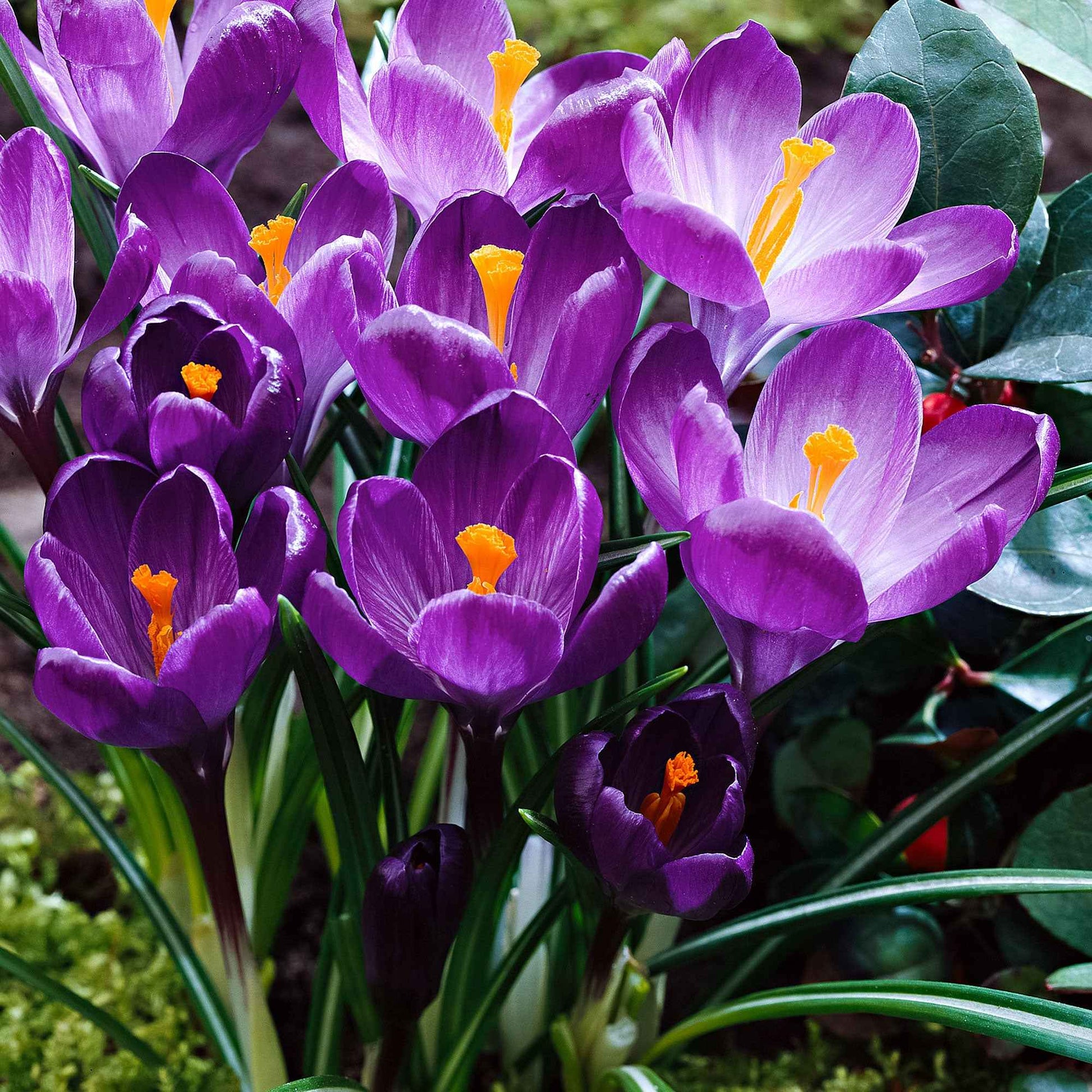 Crocus vernus flower record - Krokus ‘Flower Record’ (x15) - Krokus-Zwiebeln