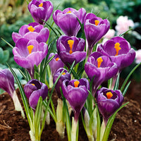 Krokus-Zwiebeln - Krokus ‘Flower Record’ (x15) - Crocus vernus flower record