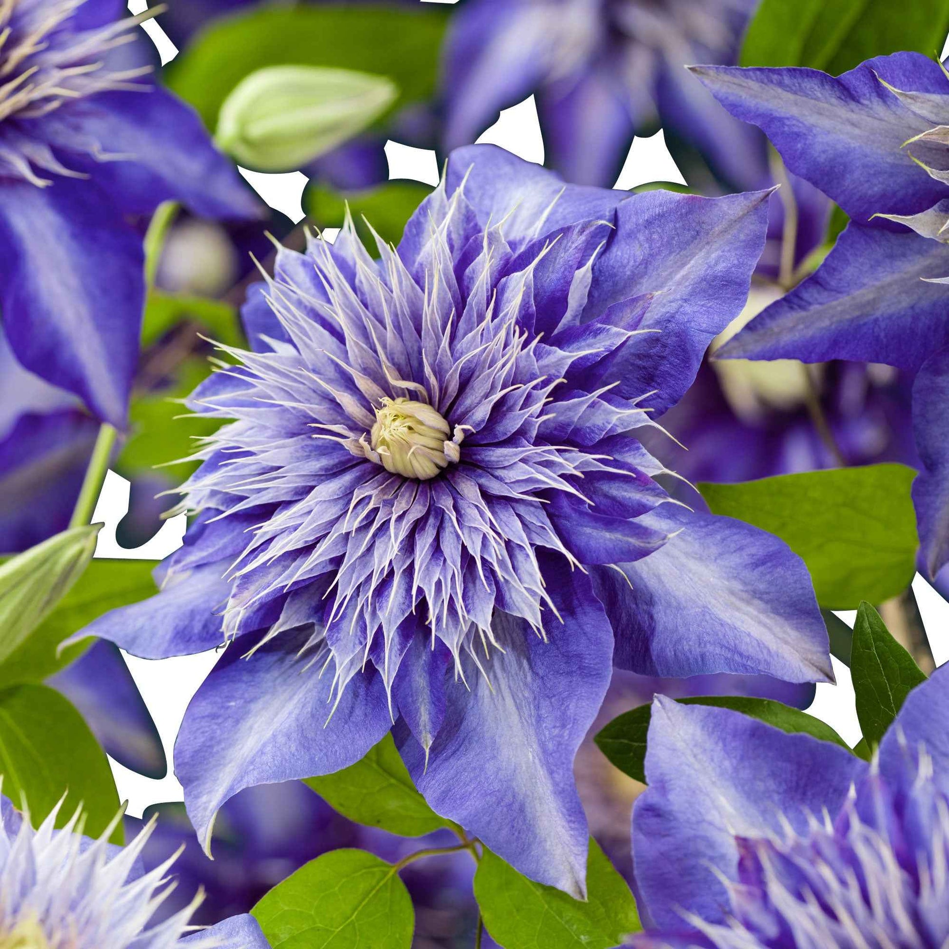 Clematis 'Multi Blue' - Clématis Multi Blue - Bakker