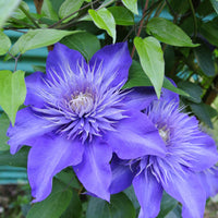 Clematis - Clematis 'Multi Blue' - Clématis Multi Blue