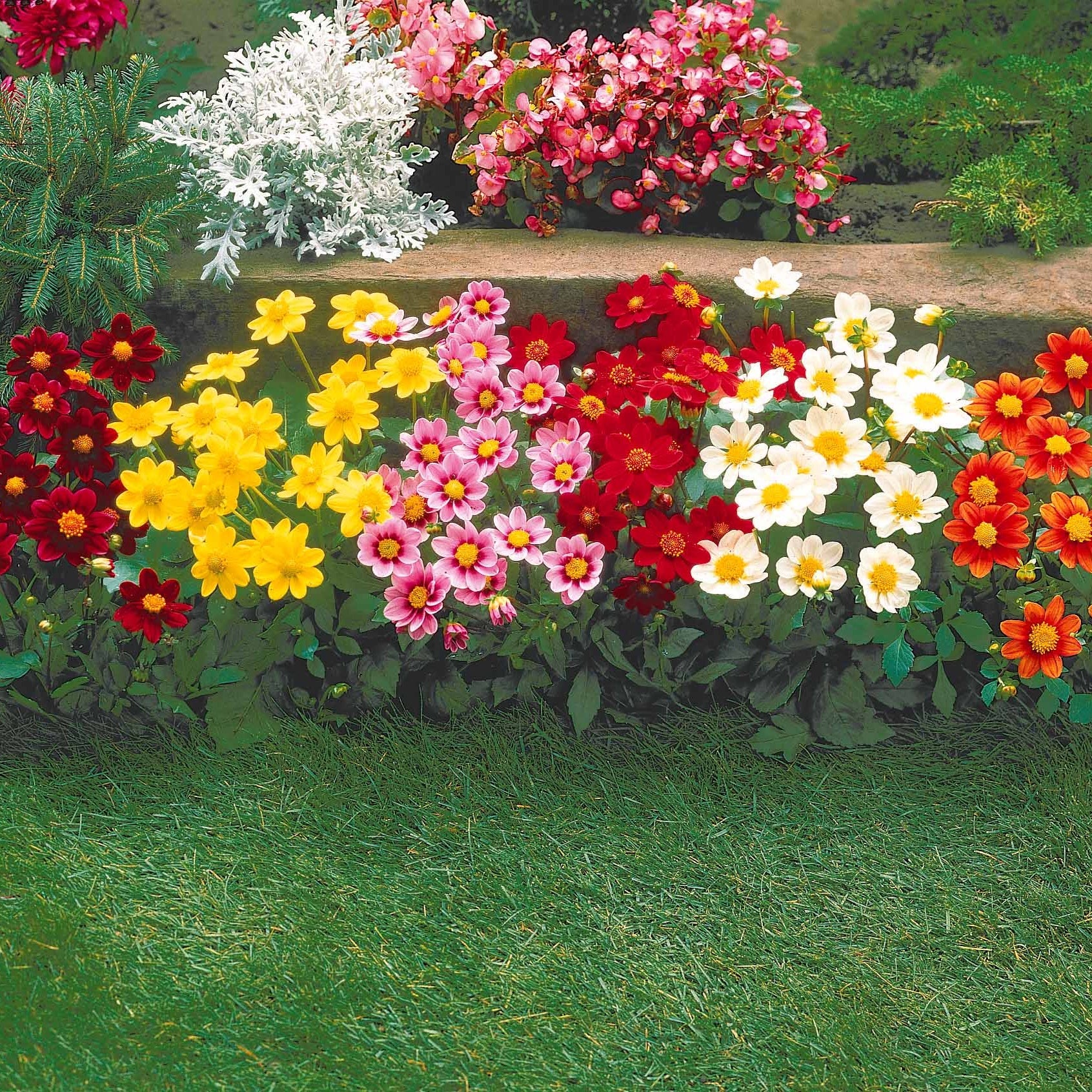 Verkauf Dahlien 'Topmix' (x5)