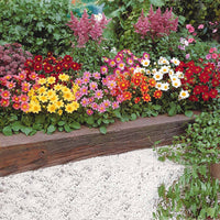 Verkauf Dahlien 'Topmix' (x5) - Dahlias topmix
