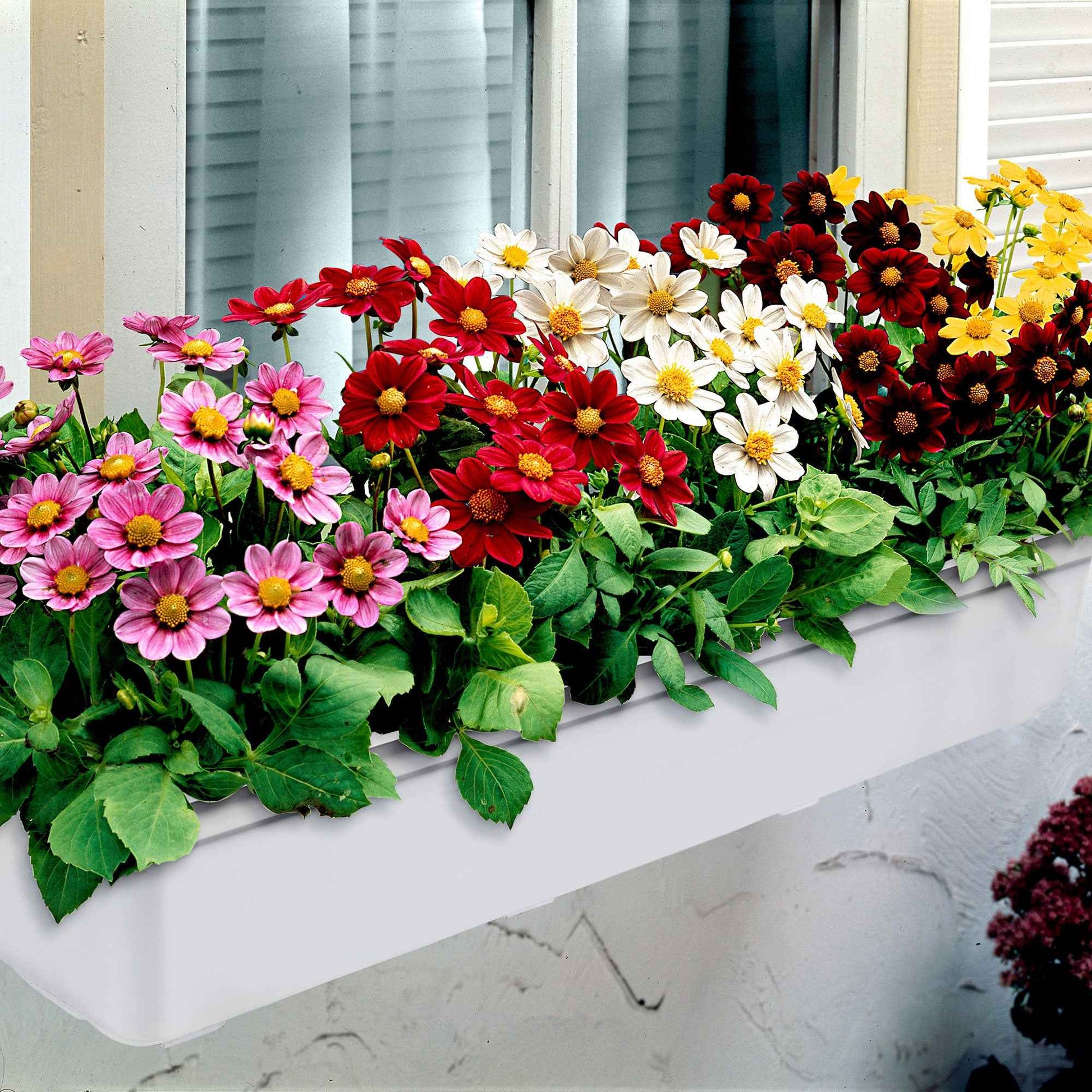 Dahlien 'Topmix' (x5) - Dahlias topmix - Bakker