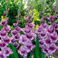 Gladiolus 'zizanie', 'stéréo', 'belle de nuit', 'p - Gladiolen-Kollektion (x50) - Gladiole-Zwiebeln