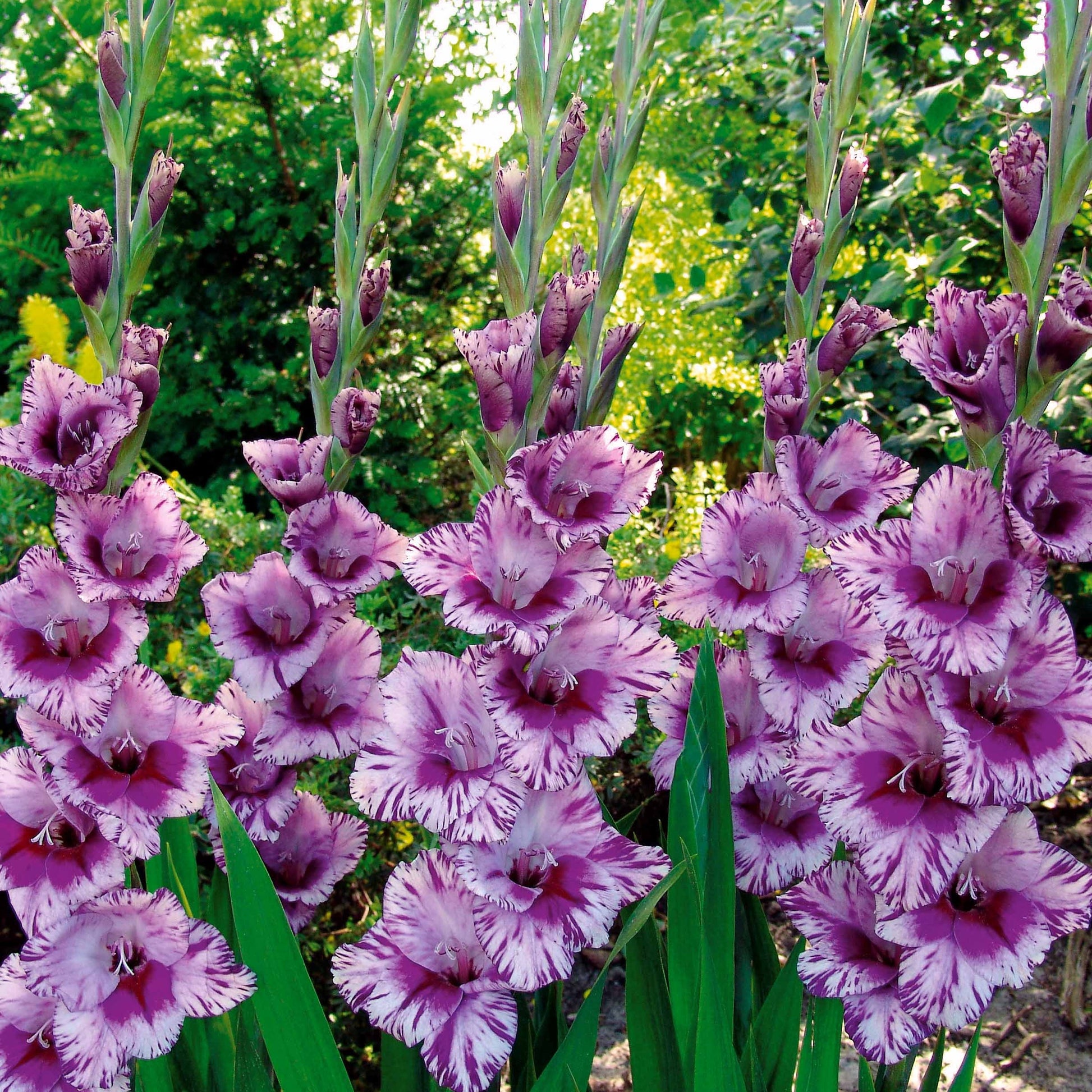 Gladiolus 'zizanie', 'stéréo', 'belle de nuit', 'p - Gladiolen-Kollektion (x50) - Gladiole-Zwiebeln