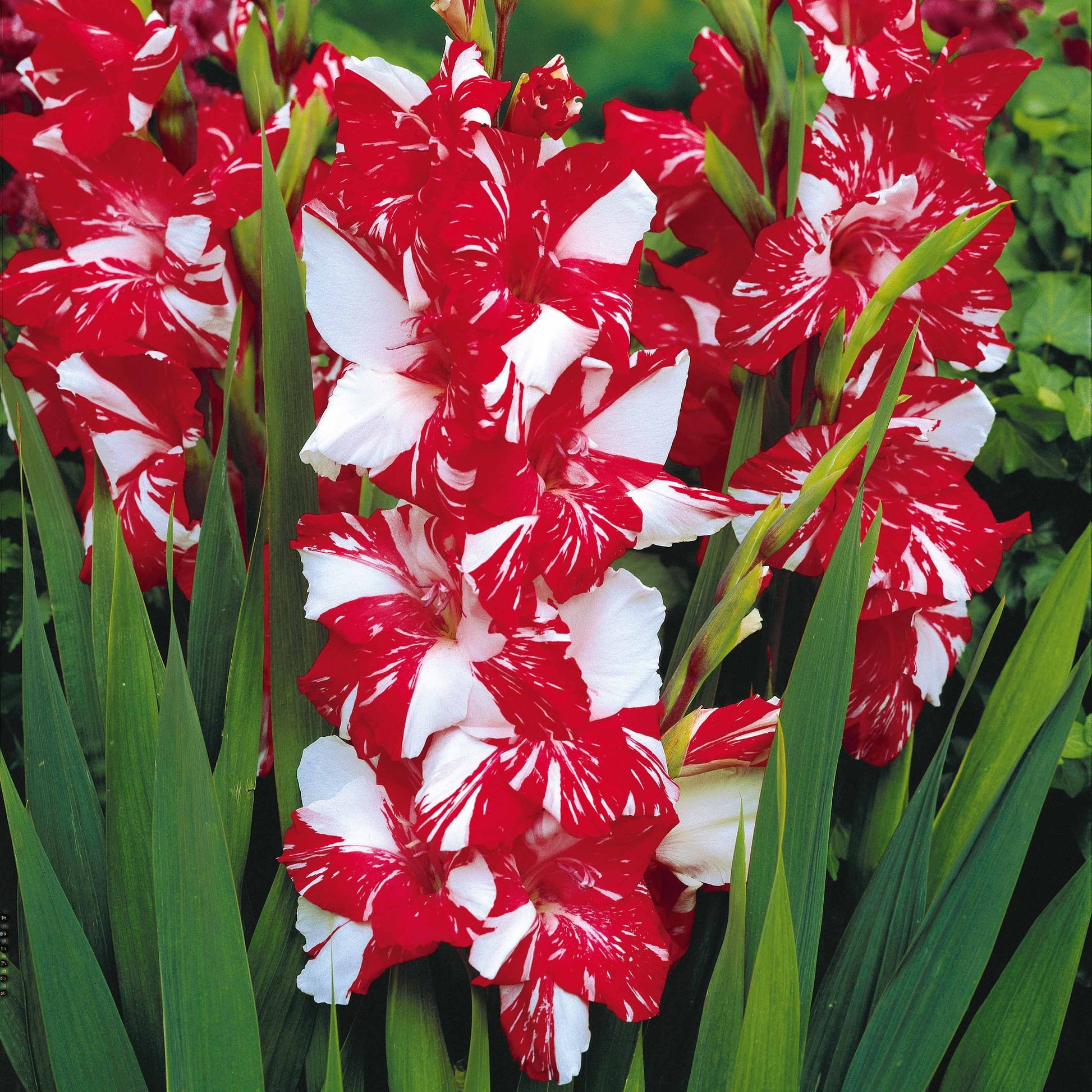 Gladiole-Zwiebeln - Gladiolen-Kollektion (x50) - Gladiolus 'zizanie', 'stéréo', 'belle de nuit', 'p