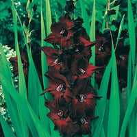 Gladiolen-Kollektion (x50) - Gladiole-Zwiebeln - Bakker