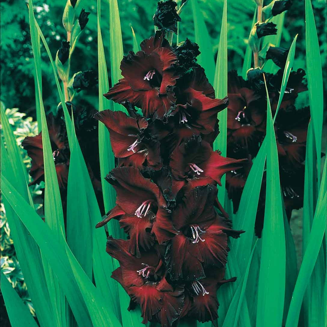 Gladiolen-Kollektion (x50) - Gladiole-Zwiebeln - Bakker